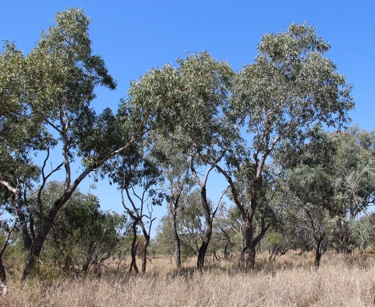 Eucalyptus coolabah Coolabah