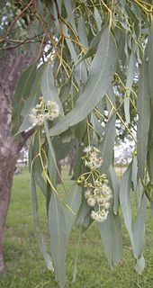 Eucalyptus coolabah httpsuploadwikimediaorgwikipediacommonsthu