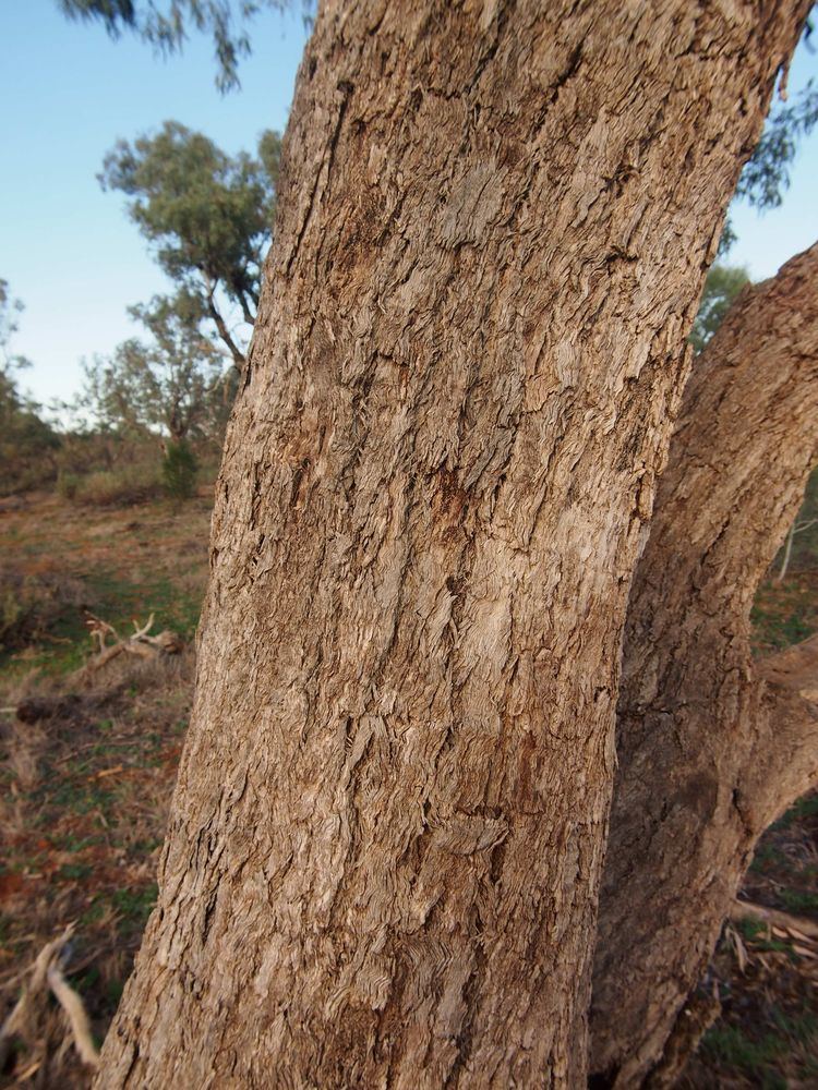 Eucalyptus coolabah FileEucalyptus coolabah ssp arida barkjpg Wikimedia Commons