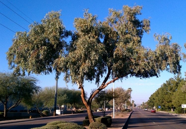 Eucalyptus coolabah Eucalyptuscoolabahjpg