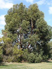 Eucalyptus cordata httpsuploadwikimediaorgwikipediacommonsthu
