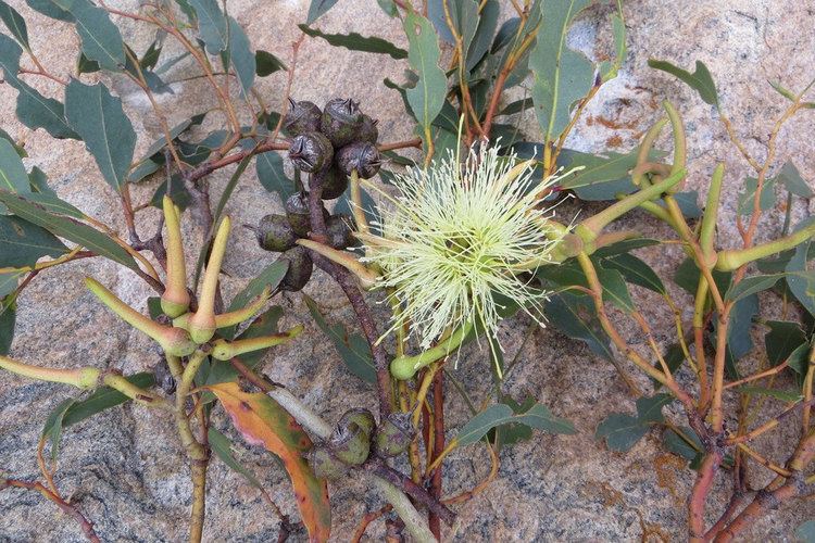 Eucalyptus cornuta Eucalyptus cornuta Photographer Ian Roberts Russell Dahms Flickr