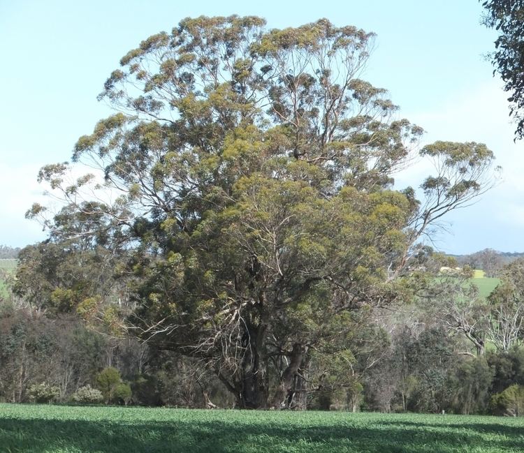 Eucalyptus cornuta Yate Eucalyptus cornuta Robert Powell Tree Pictures