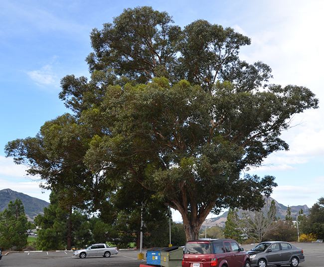 Eucalyptus cornuta UFEI SelecTree A Tree Selection Guide