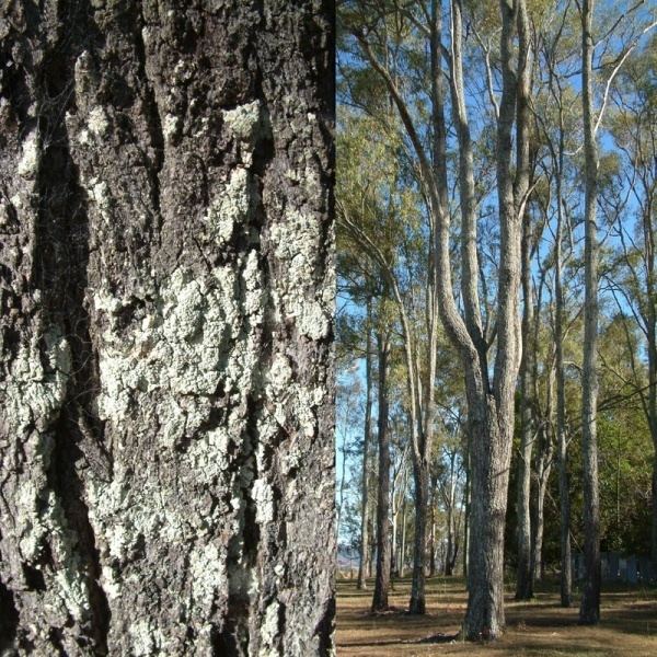 Eucalyptus crebra Eucalyptus crebra Noosa39s Native Plants