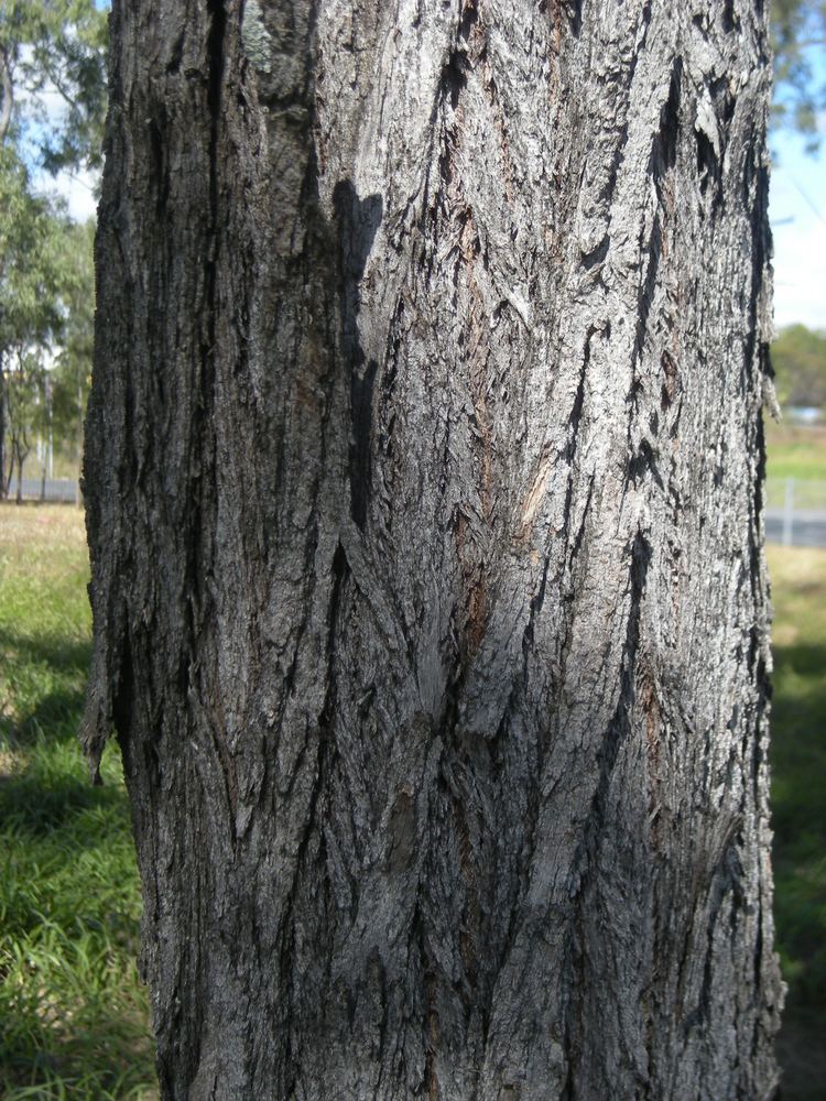 Eucalyptus crebra FileBark of Eucalyptus crebra X populnea natural hybridjpg Wikipedia