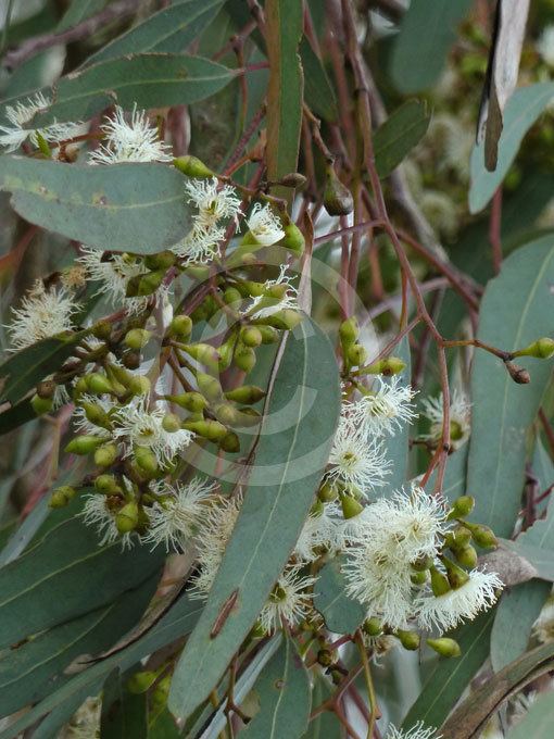 Eucalyptus crebra Eucalyptus crebra Narrow Leaf Ironbark information amp photos