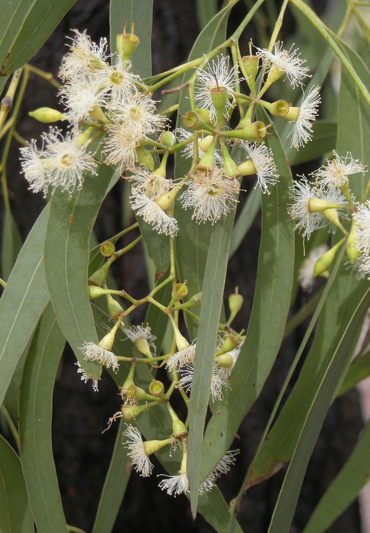 Eucalyptus crebra Eucalyptus crebra Wikipedia