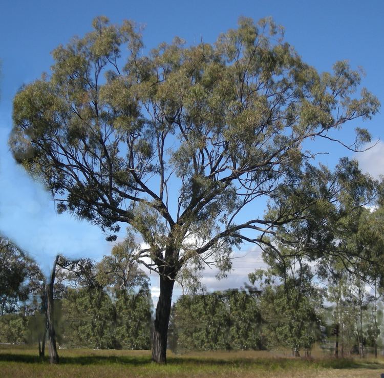 Eucalyptus crebra Eucalyptus crebra Wikipedia