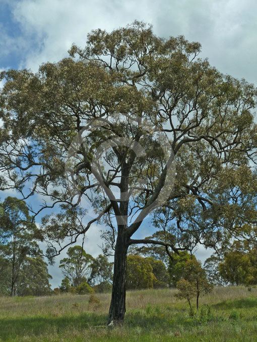 Eucalyptus crebra wwwplantthiscomauimagesximagesplants14152