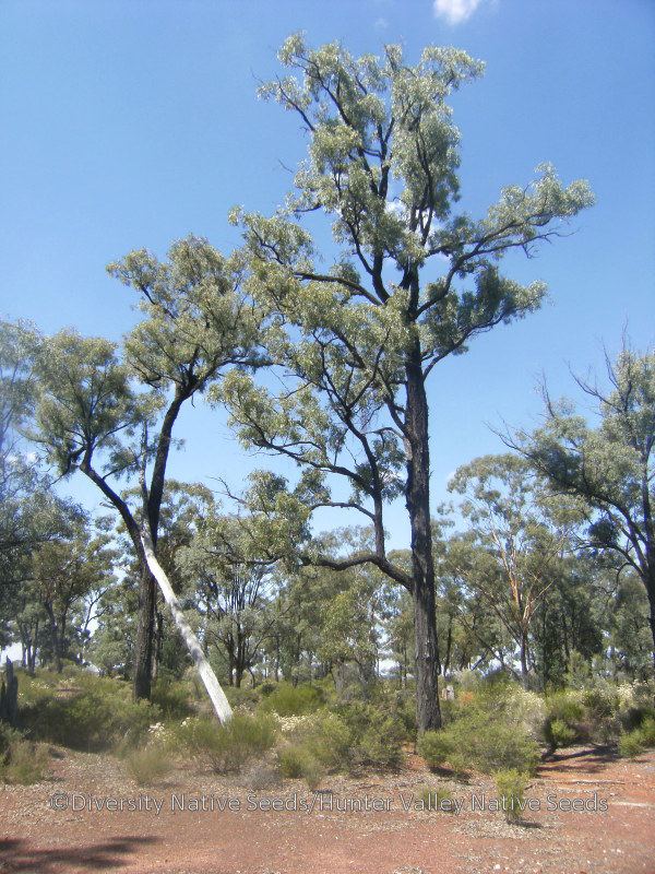 Eucalyptus crebra Eucalyptus crebra narrowleaved ironbark Diversity Native Seeds