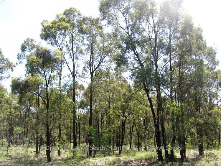 Eucalyptus crebra Eucalyptus crebra narrowleaved ironbark Diversity Native Seeds