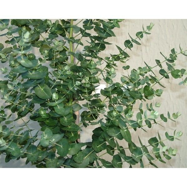 Eucalyptus crenulata Eucalyptus crenulata is a good all round variety it is much under