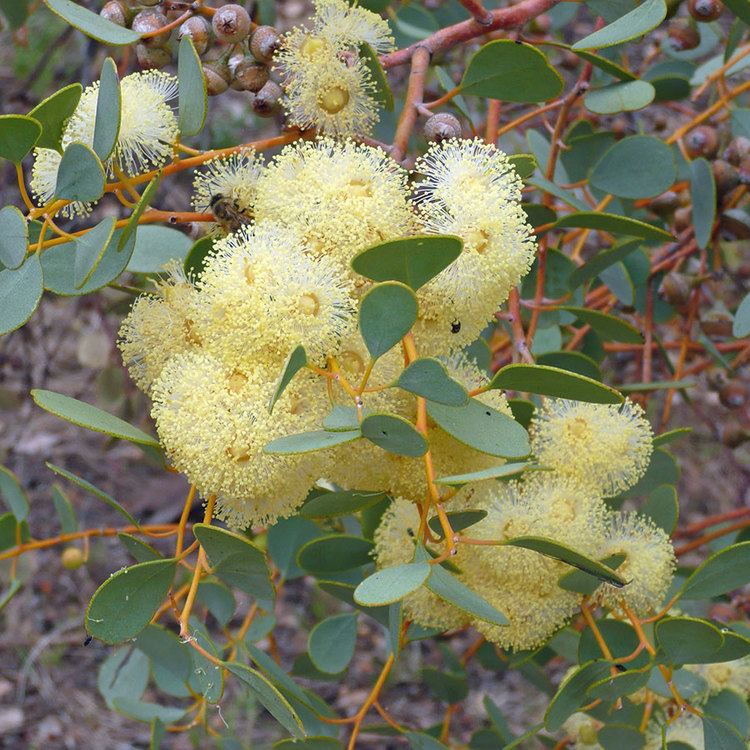 Eucalyptus crucis Australian Seed EUCALYPTUS crucis