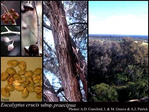 Eucalyptus crucis Eucalyptus crucis subsp praecipua Brooker amp Hopper FloraBase