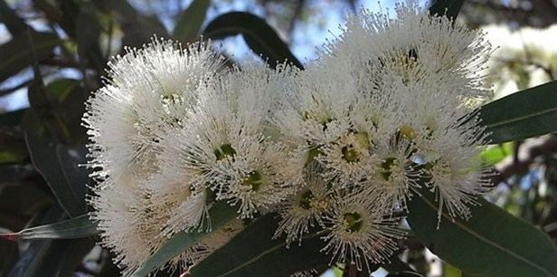 Eucalyptus curtisii Plunkett Mallee Plant Guide Lifestyle HOME
