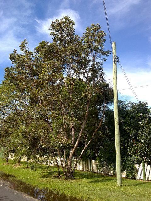 Eucalyptus curtisii Eucalyptus curtisii Plunkett Mallee Brisbane Vegetation