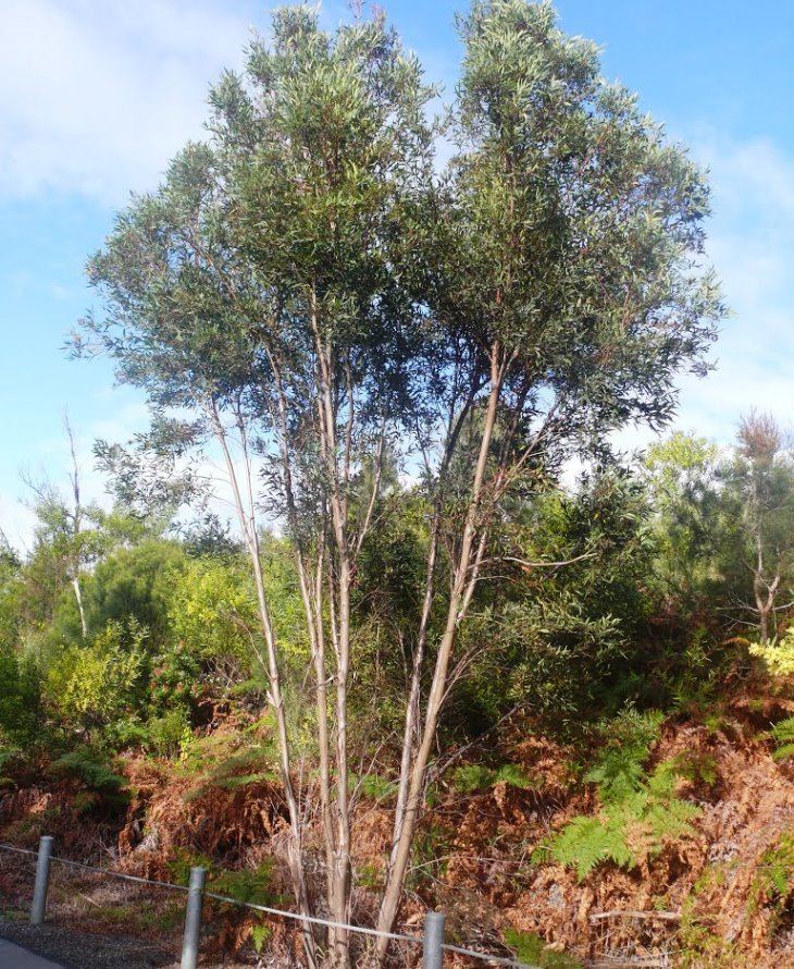 Eucalyptus curtisii Australian Seed EUCALYPTUS curtisii