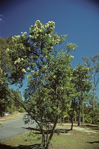 Eucalyptus curtisii Eucalyptus curtisii Photographer Ivan Holliday Russell Dahms