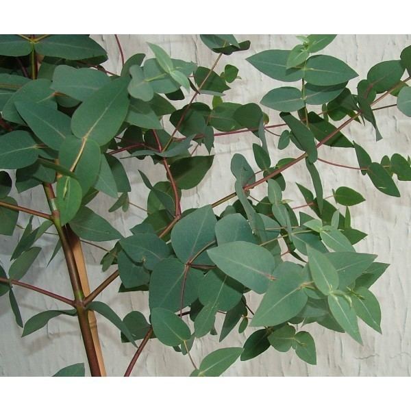 Eucalyptus dalrympleana Eucalyptus dalrympleana grows into a very attractive tall and