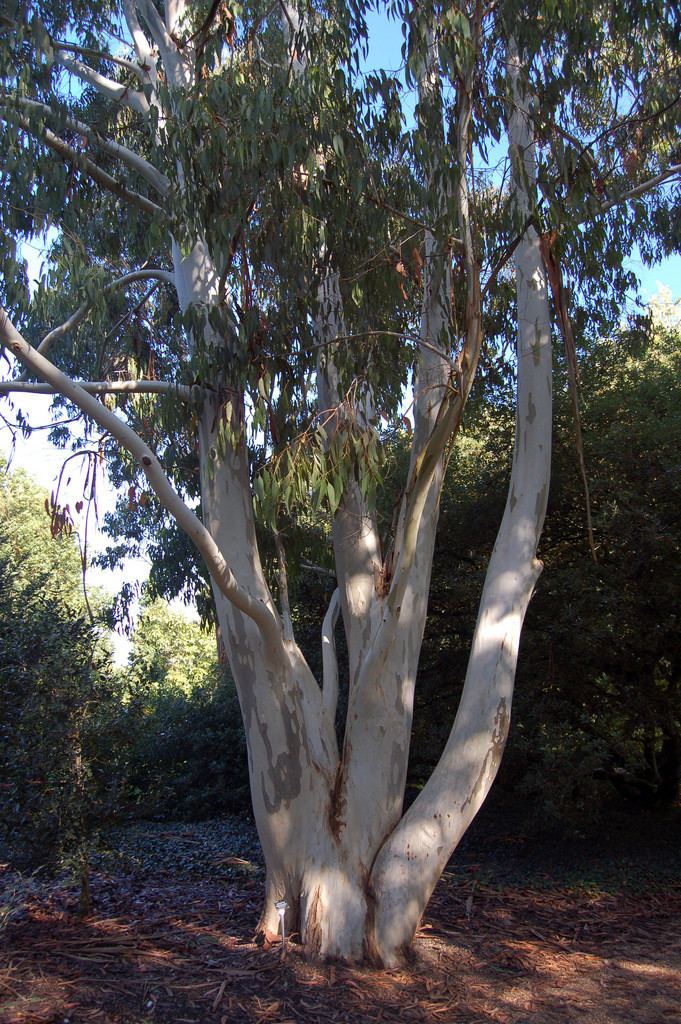 Eucalyptus dalrympleana Mountain Gum Eucalyptus Dalrympleana Rob Young Flickr