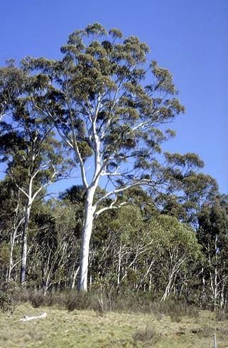 Eucalyptus dalrympleana Eucalyptus dalrympleana Mountain Gum Fast Growing Tree Screening Buy UK