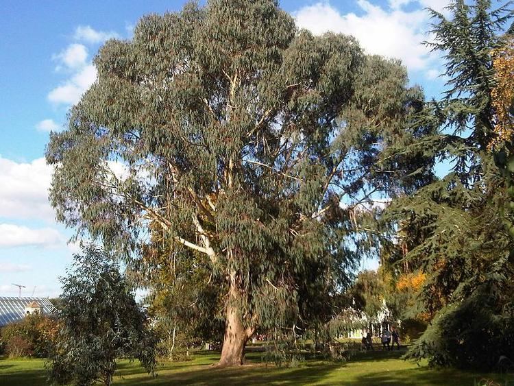 Eucalyptus dalrympleana Eucalyptus dalrympleana Wikipedia la enciclopedia libre