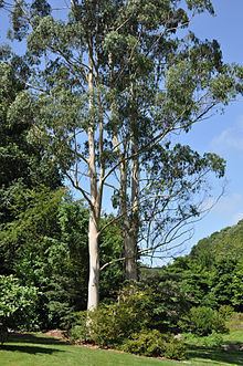 Eucalyptus dalrympleana httpsuploadwikimediaorgwikipediacommonsthu
