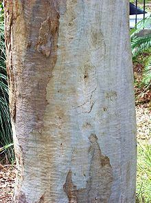 Eucalyptus dawsonii httpsuploadwikimediaorgwikipediacommonsthu