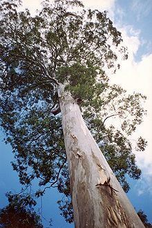 Eucalyptus deanei httpsuploadwikimediaorgwikipediacommonsthu