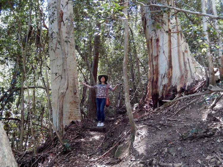 Eucalyptus deanei Mountain Blue Gum Eucalyptus deanei Eucalyptus trees gro Flickr
