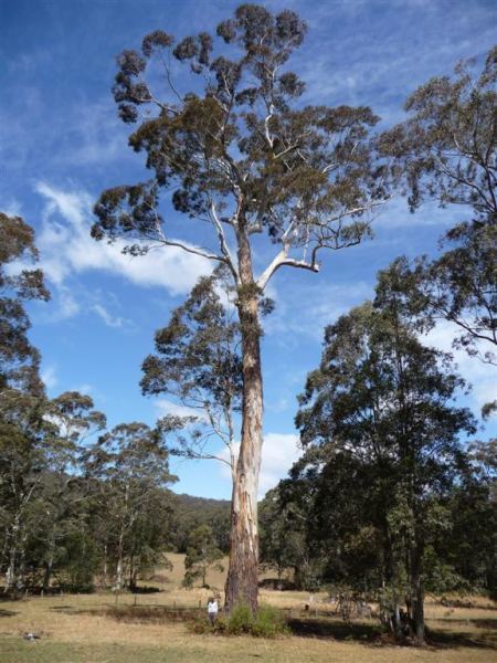 Eucalyptus deanei Tree Register National Register of Big Trees