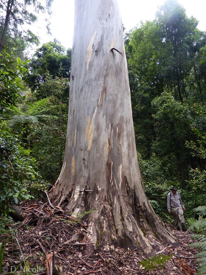 Eucalyptus deanei Woodford Tree