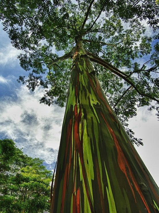 Eucalyptus deglupta Eucalyptus Deglupta Rainbow Eucalyptus Exotica Tropicals