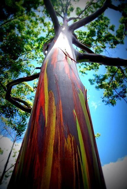 Eucalyptus deglupta 1000 ideas about Rainbow Eucalyptus Tree on Pinterest Eucalyptus