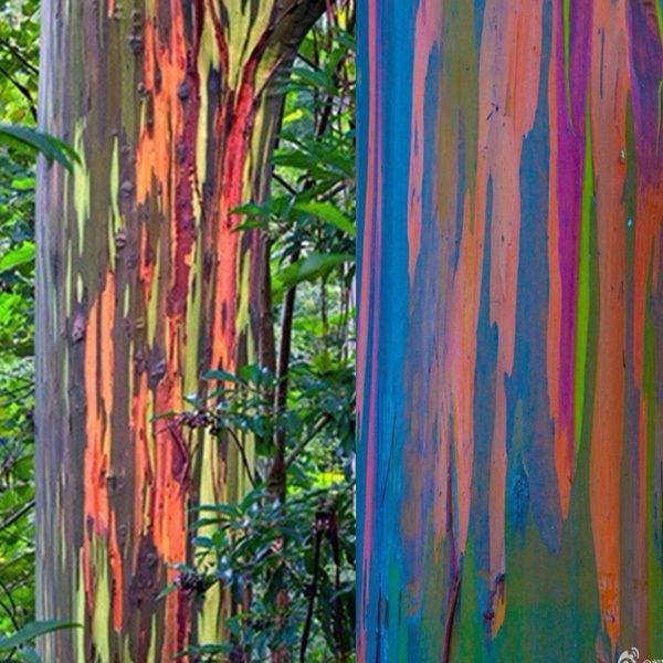 Eucalyptus deglupta Egrow 40pcs Rainbow Eucalyptus Seeds Garden Eucalyptus Deglupta