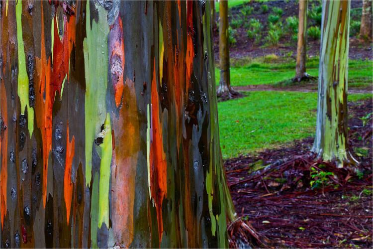 Eucalyptus deglupta 1000 images about Rainbow Eucalyptus Deglupta on Pinterest