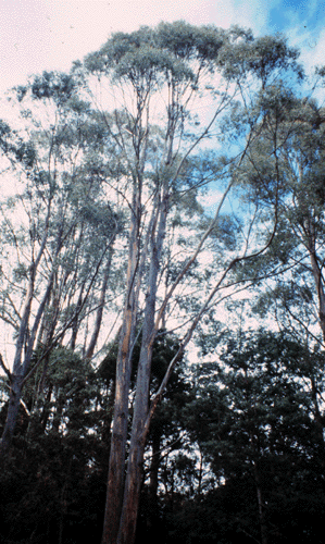Eucalyptus delegatensis Species information Eucalyptus delegatensis