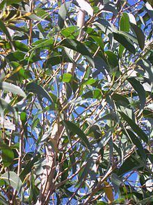 Eucalyptus dendromorpha - Alchetron, the free social encyclopedia