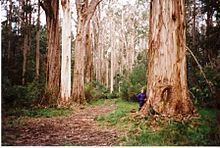 Eucalyptus denticulata httpsuploadwikimediaorgwikipediacommonsthu