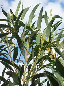 Eucalyptus deuaensis httpsuploadwikimediaorgwikipediacommonsthu
