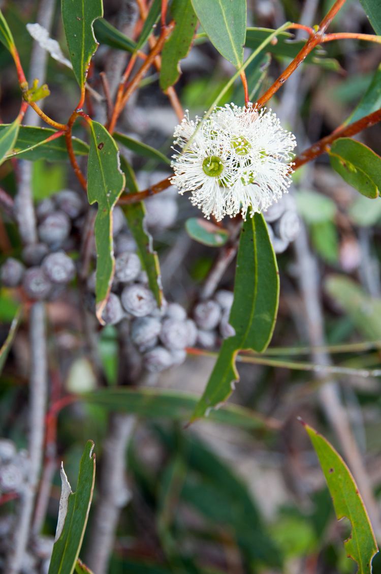 Eucalyptus diversifolia FileEucalyptus diversifoliajpg Wikimedia Commons