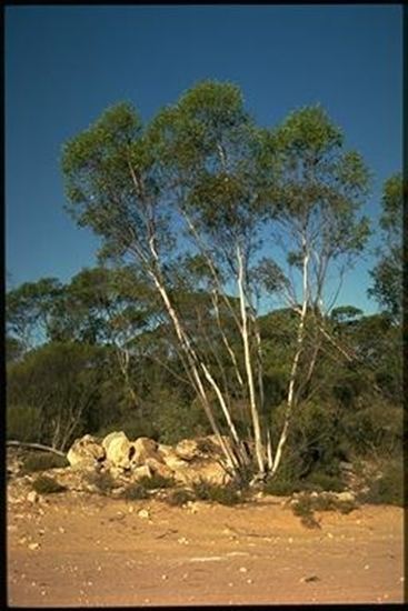 Eucalyptus diversifolia Eucalyptus diversifolia buy online SA coastal mallee tree