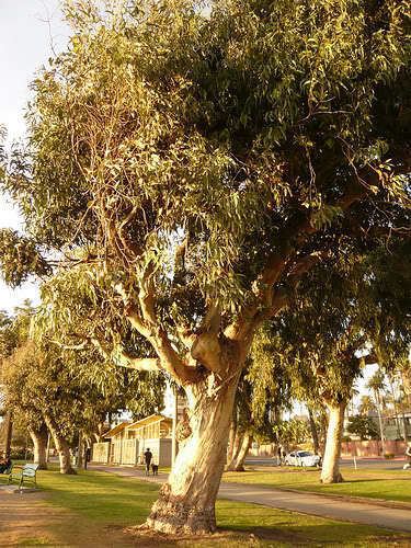 Eucalyptus diversifolia Eucalyptus Diversifolia Photo By Bad Alley On Flickr Creative