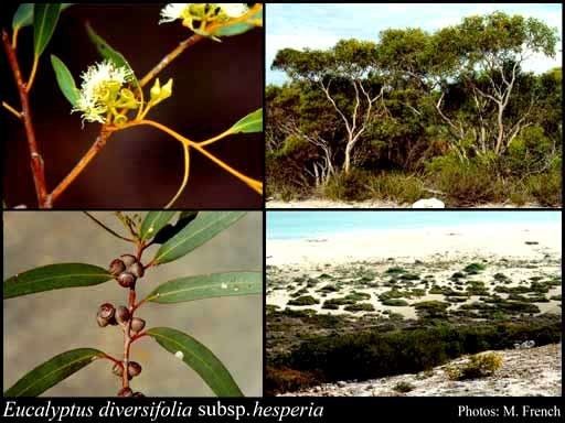Eucalyptus diversifolia httpsflorabasedpawwagovausciencetimage17
