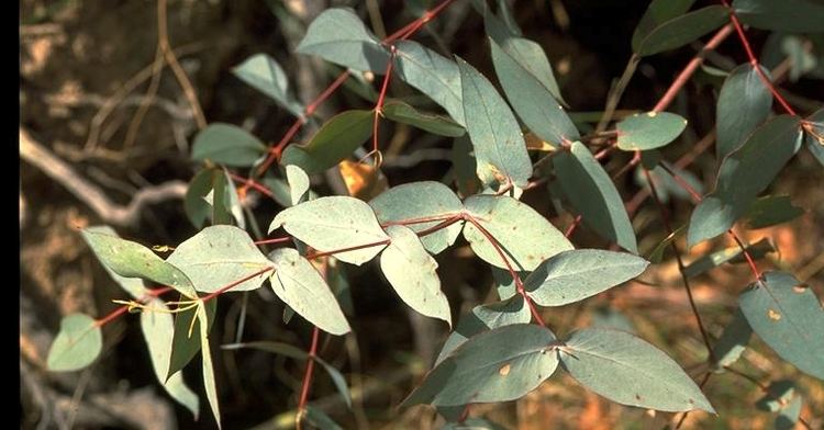 Eucalyptus dives Eucalyptus dives BroadLeaf Peppermint Gum Nutrition