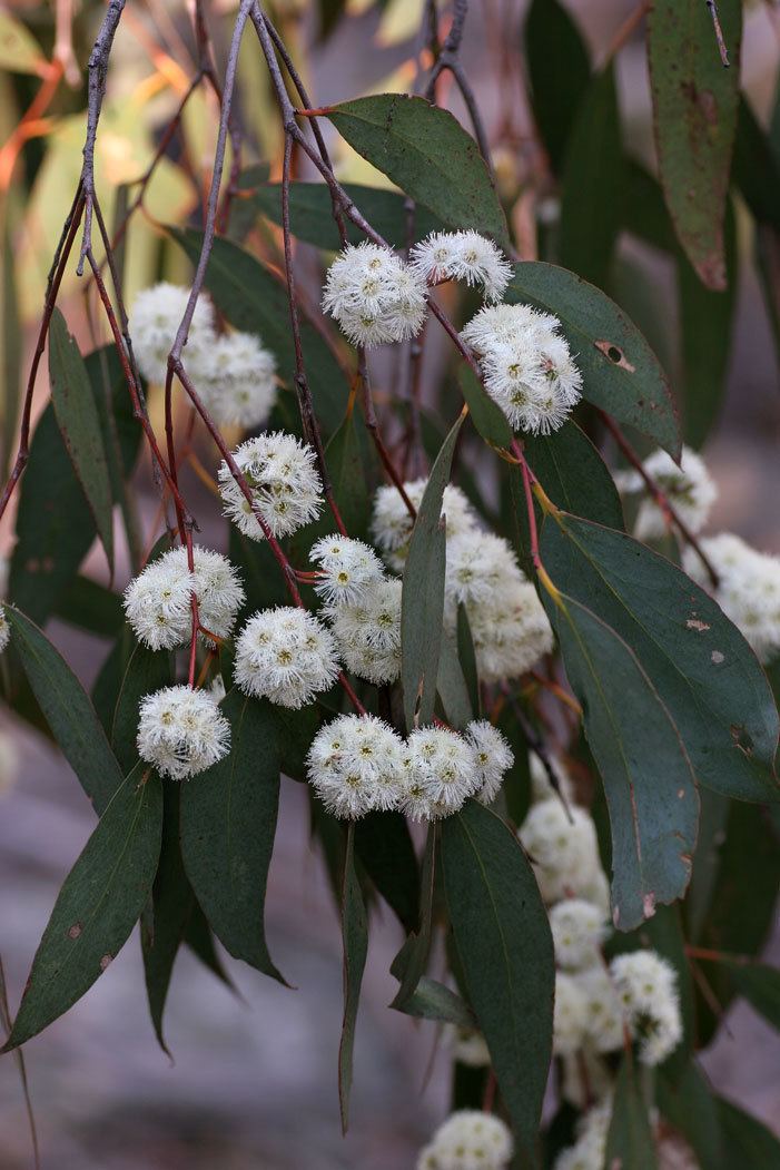 Eucalyptus dives Eucalyptus dives BroadLeaf Peppermint Gum Classification