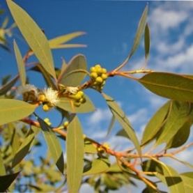 Eucalyptus dives Eucalyptus dives Mint Essential Oil Stillpoint Aromatics