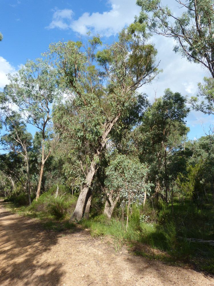 Eucalyptus dives Eucalyptus dives Schauer Checklist View