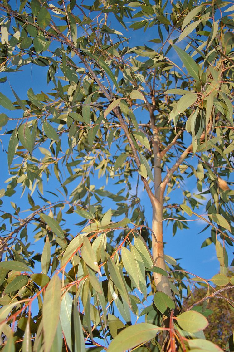 Eucalyptus dives httpsuploadwikimediaorgwikipediacommonsee